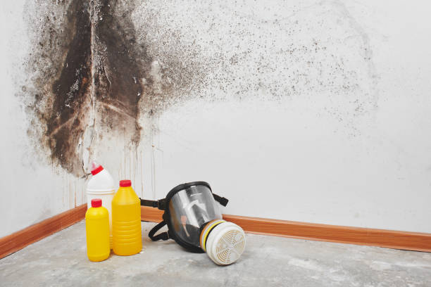 Best Mold Testing and Inspection Services in Fish Hawk, FL