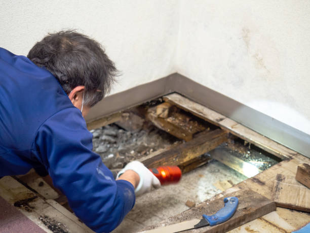Best HVAC Mold Remediation in Fish Hawk, FL