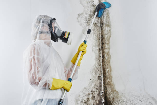 Best Basement Mold Remediation in Fish Hawk, FL