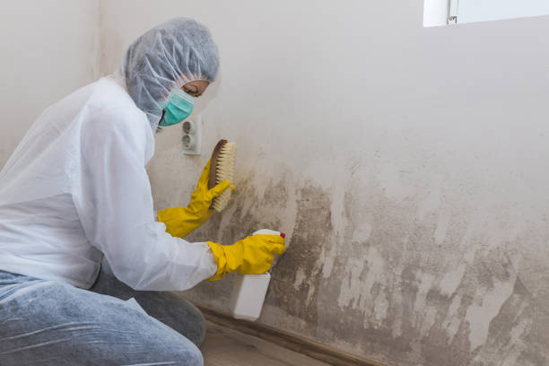 Best Black Mold Remediation in Fish Hawk, FL